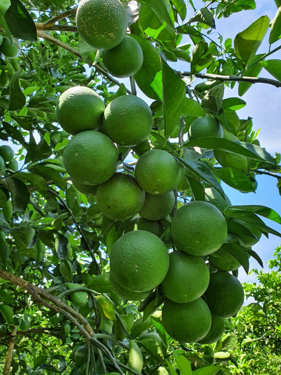 Phân bón dưỡng trái Nông Tâm 09 giúp trái lớn nhanh đều, tăng năng suất trái, tăng đề kháng, ngừa sâu bệnh, gói 1000gr