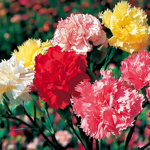 Hạt giống hoa Cẩm Chướng Lovely cánh kép nhiều màu VTP97