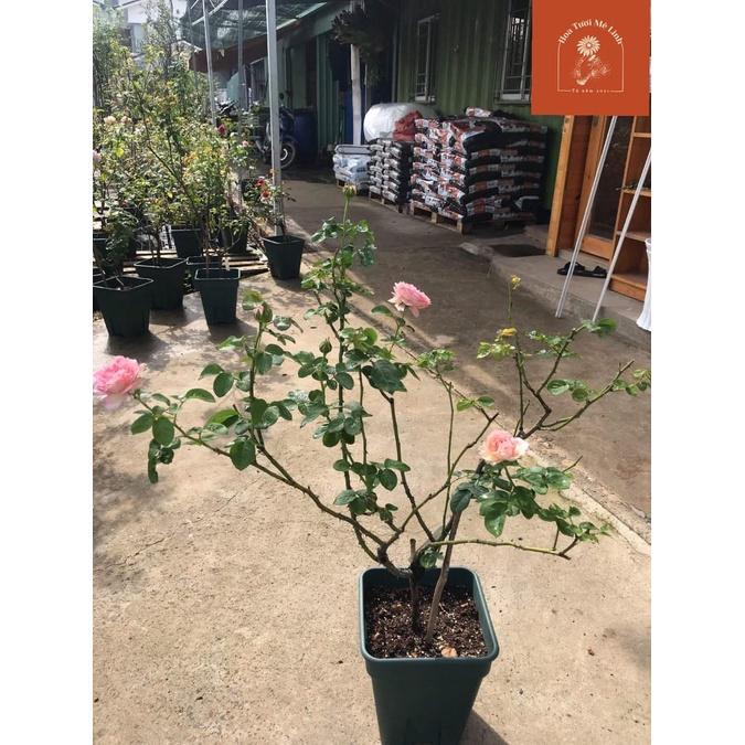 Siêu Phẩm Hoa hồng ngoại Aube Rose