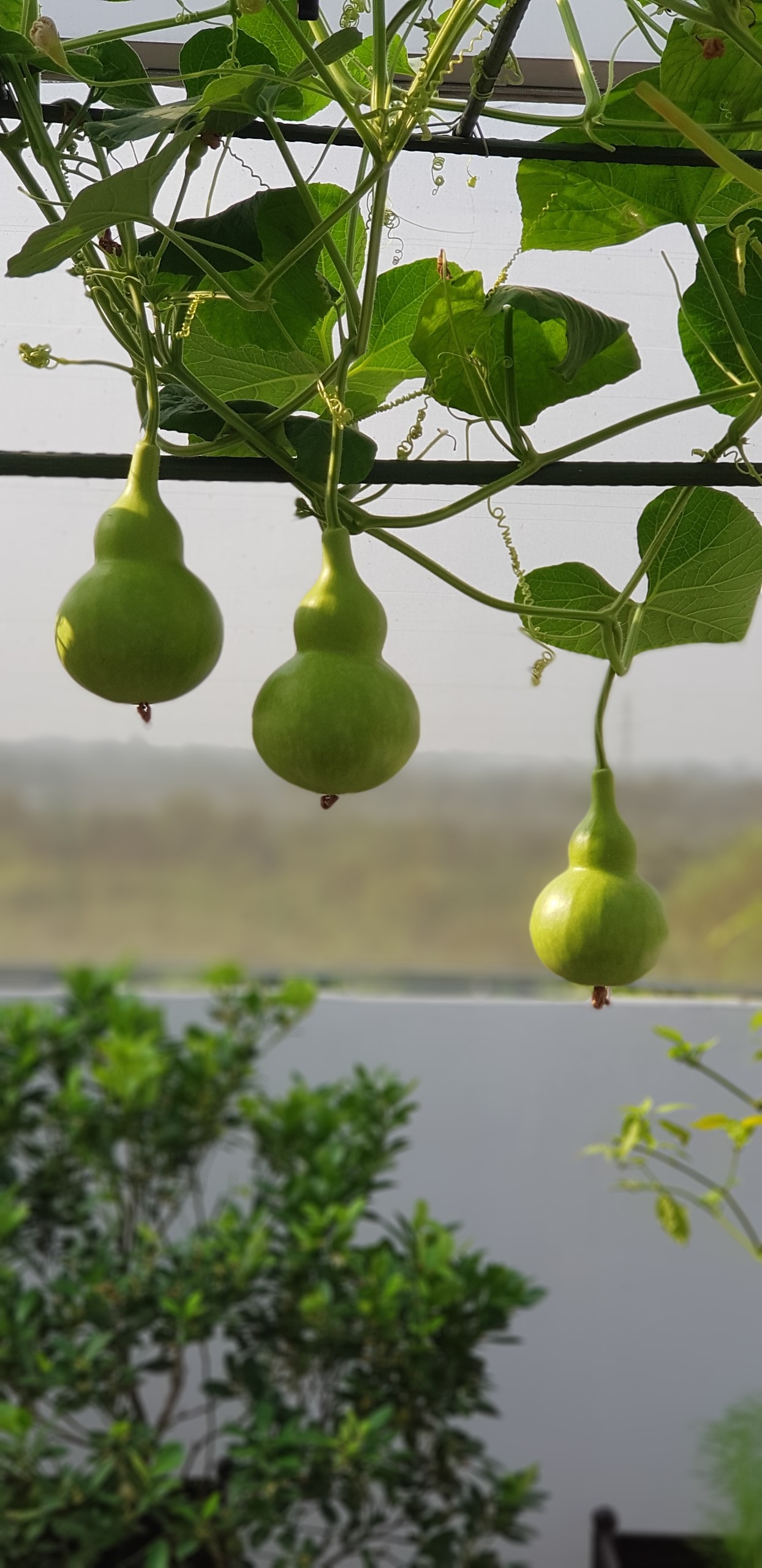 Hạt Giống Bầu Hồ Lô Phú Nông