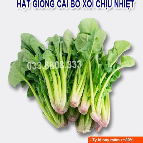 HẠT GIỐNG RAU CẢI BÓ XÔI 20G - TRỒNG RAU TẠI NHÀ