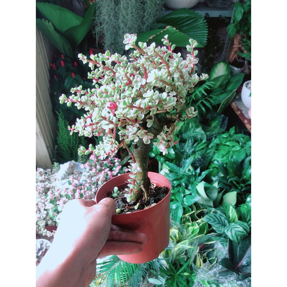 Cây Đô La Thân Cổ Thụ