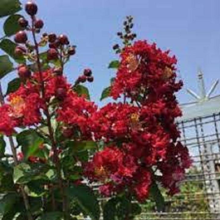 CÂY GIỐNG TƯỜNG VY ĐỎ ĐẬM, HOA ĐỎ LÁ ĐỎ