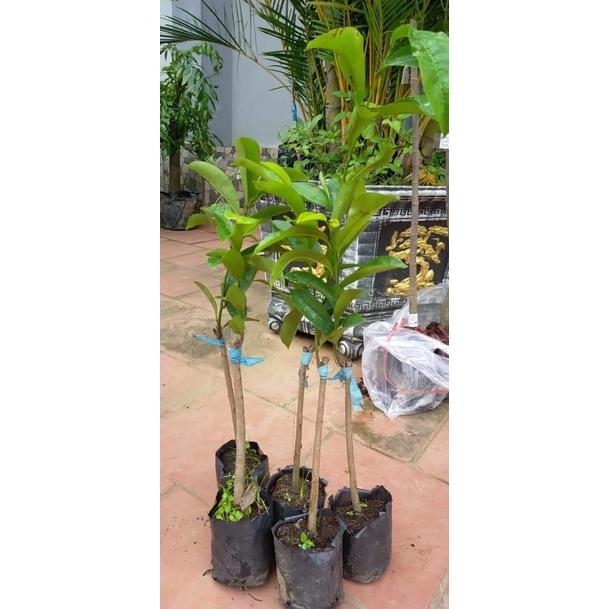 CÂY GIỐNG MÃNG CẦU XIÊM GHÉP SIÊU TRÁI