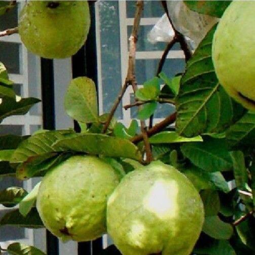 CÂY GIỐNG ỔI SÁ LỊ SIÊU SỚM