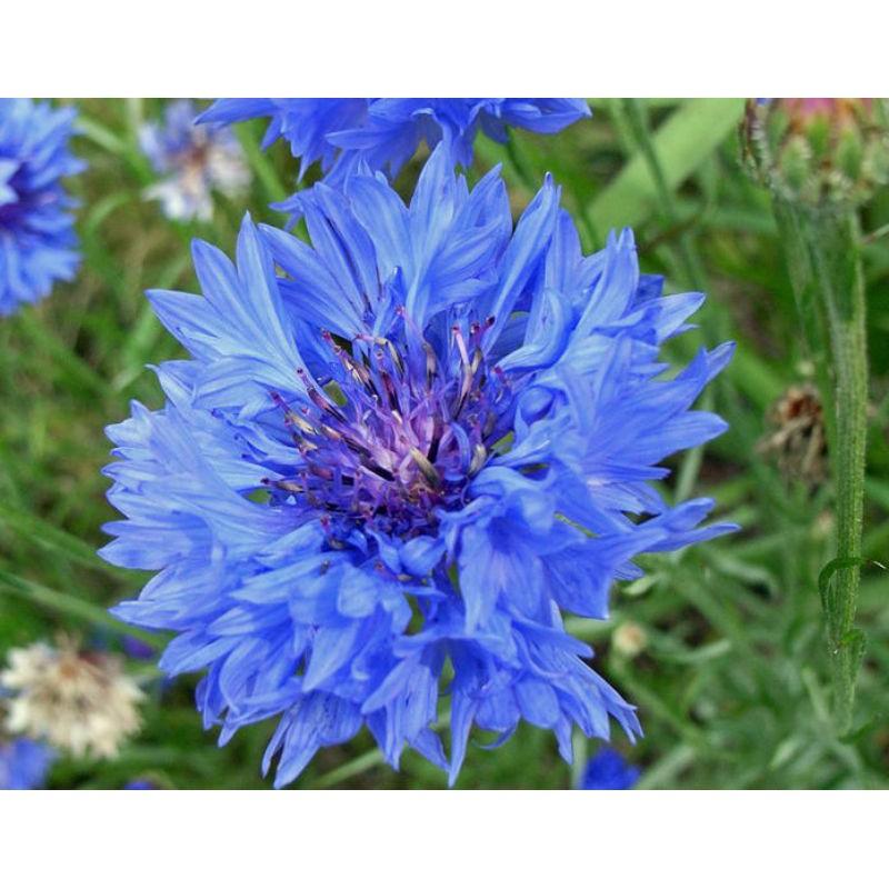 Hạt giống hoa Thanh Cúc  nhiều màu - 50 hạt