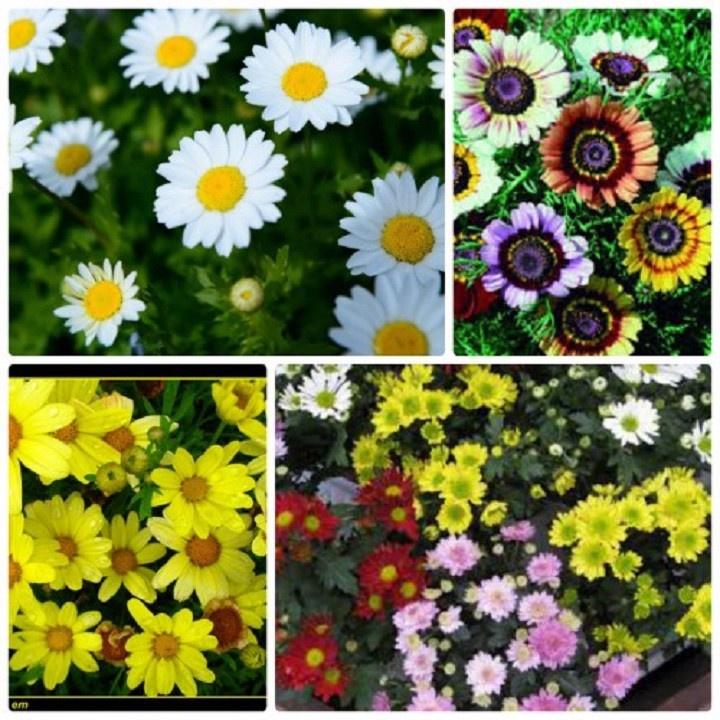 Hạt giống hoa cúc chi hỗn hợp nhiều màu-1 gói 50 hạt-ADCVV