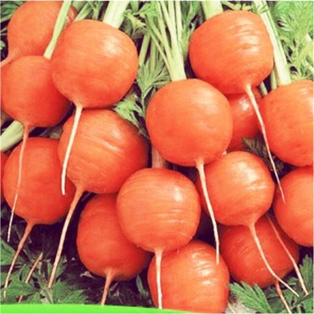 Hạt giống Cà rốt củ tròn Rado, đóng gói 2gr