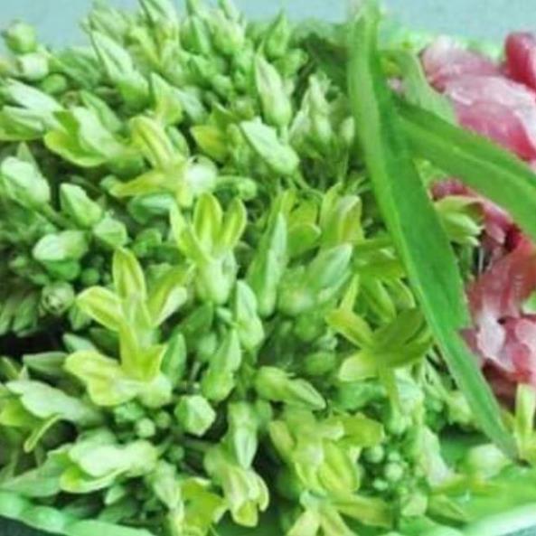 Sản phẩm CÂY GIỐNG THIÊN LÝ