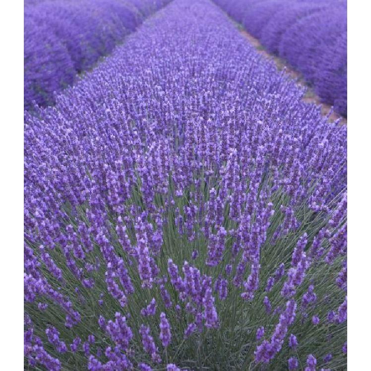 Hạt Giống Hoa Oải Hương tím ( Lavender) 100 hạt/gói