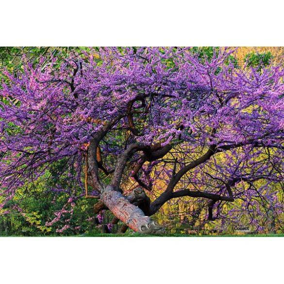 Hoa phượng tím chùm ớt đà lạt- hàng gửi đi nguyên bầu giống + Tặng 01 cây dâu da đất