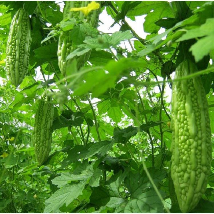 Hạt giống khổ qua mỡ gói 10 hạt -kèm 1 gói phân bón lót