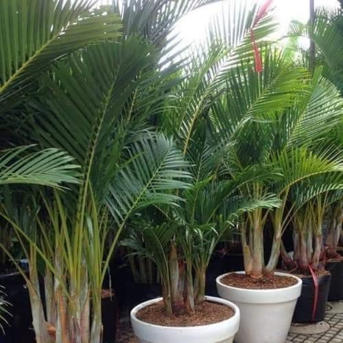 CAU LỤA VÀNG CÂY CAU NHẬT BẦU CÂY GIỐNG -