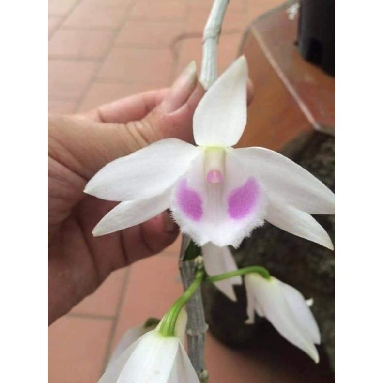 5ct gieo hạt xanh sạch