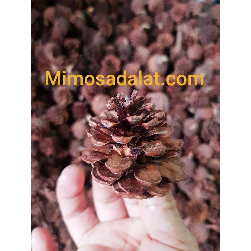 1kg Trái thông khô loại trung
