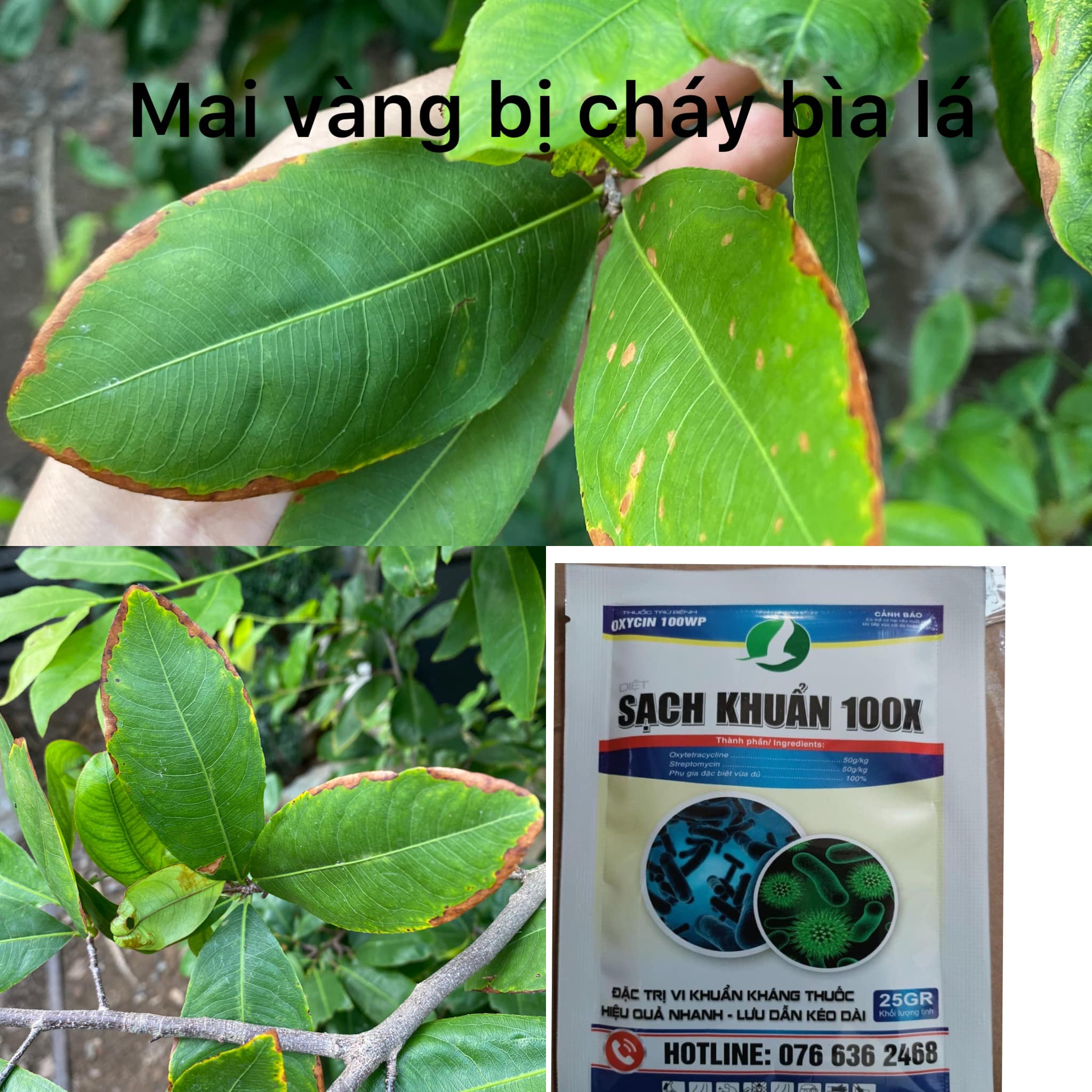 SẠCH KHUẨN 25G - Đ́ ̂̉ ̉ ̛́ 1 gói
