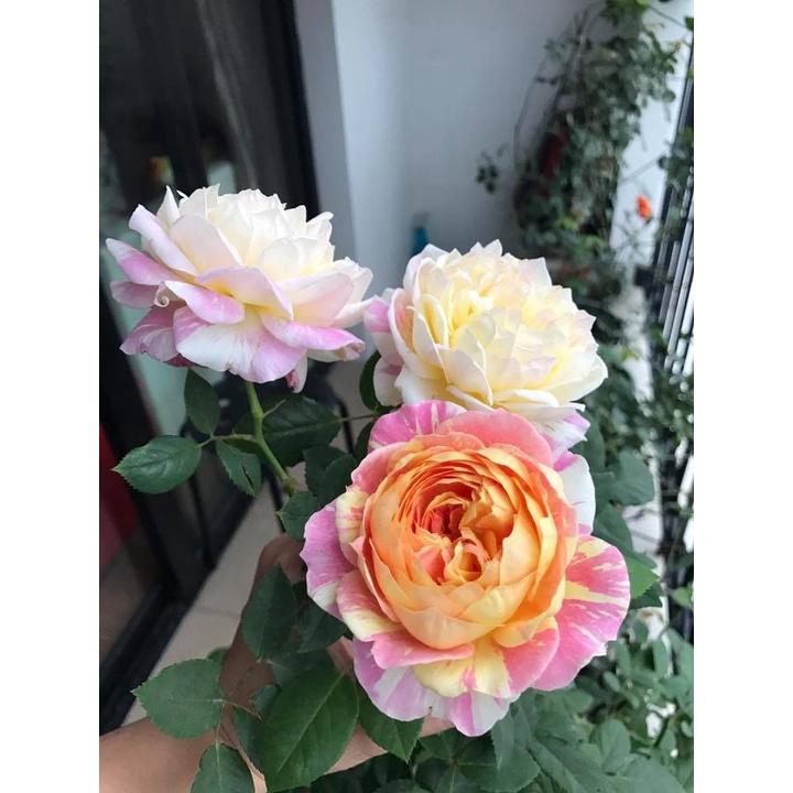Hoa hồng ngoại Claude Monet Rose- cây giống rễ trần