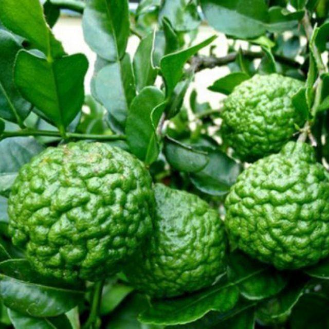 Cây giống chanh chúc