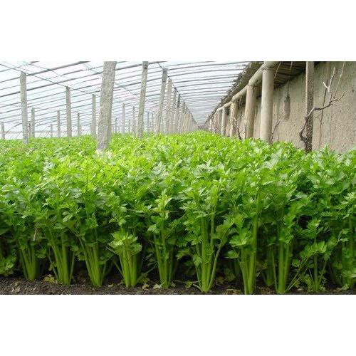 Hạt giống Cần Tây 10g. Dùng làm nước ép cần tây