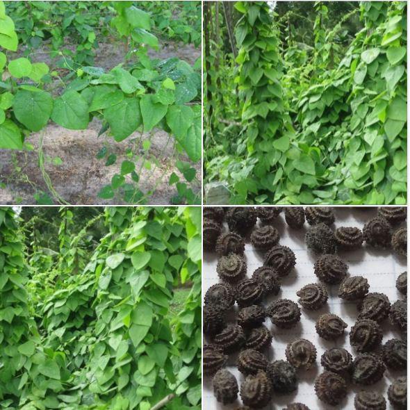 Combo 3 gói Hạt giống sương sâm lông