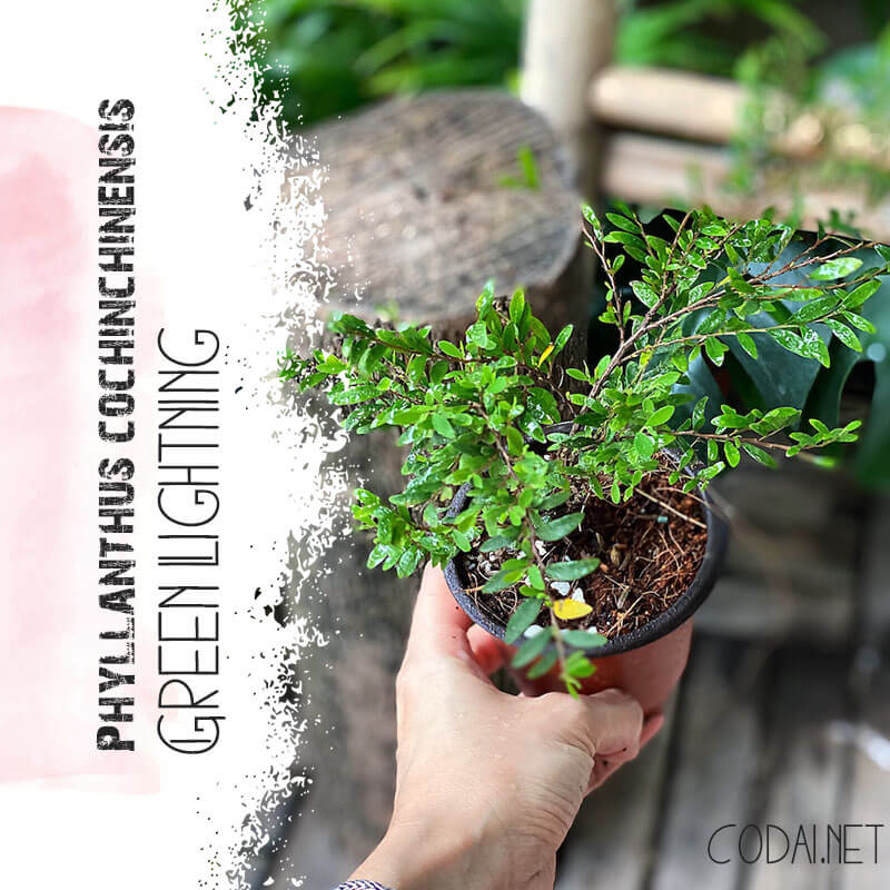 Cây Phyllanthus cochinchinensis Green Lightning chậu nhựa 10cm