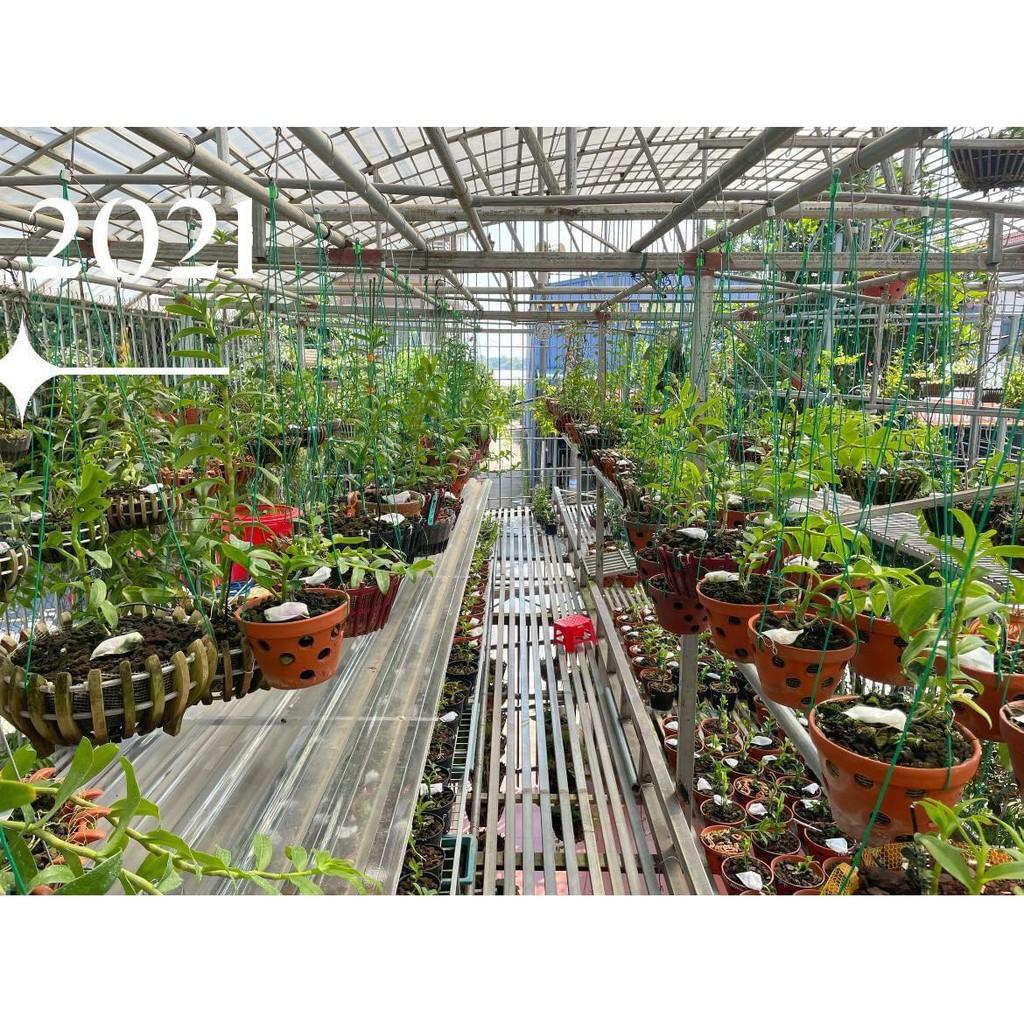 Móc kẽm 80cm treo chậu lan bọc nhựa
