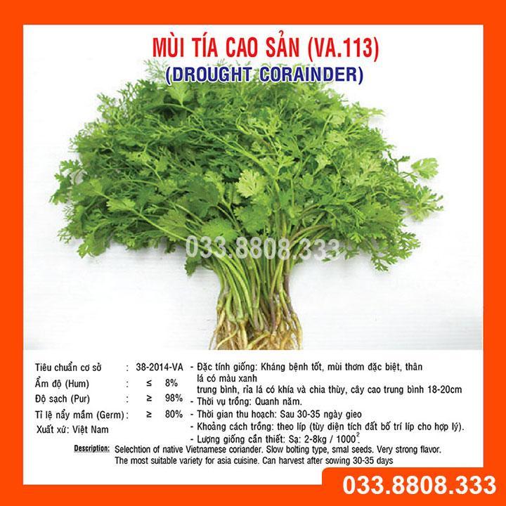 HẠT GIỐNG RAU MÙI TÍA GÓI 20G - NĂNG SUẤT CAO, CỰC DỄ TRỒNG NHANH THU HOẠCH