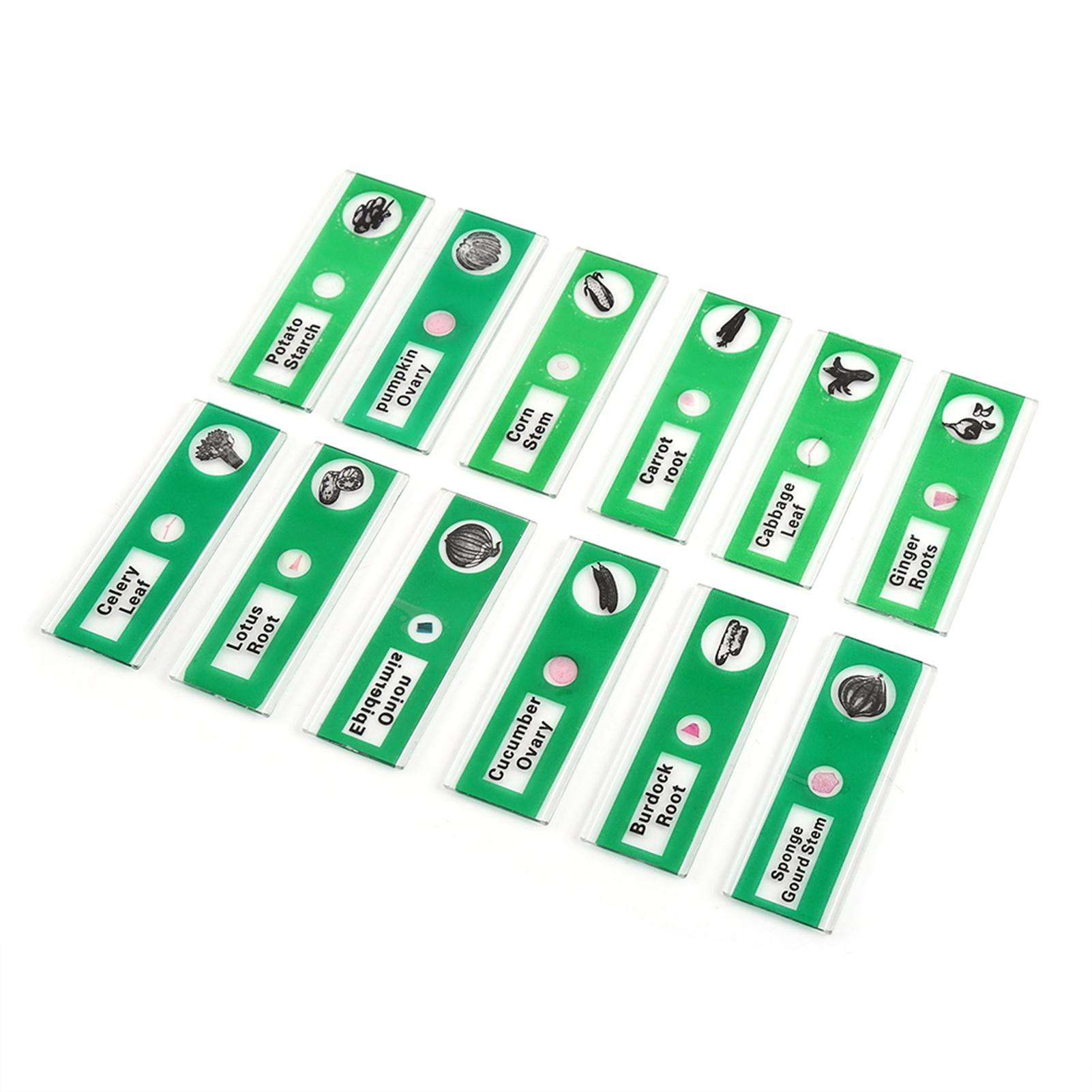 Set 48 tiêu bản mẫu thực vật và động vật cho kính hiển vi