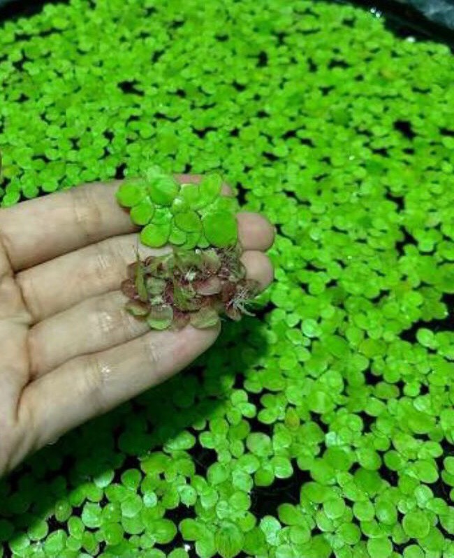 Bèo tía rễ đỏ 40 cây | Bèo thủy sinh
