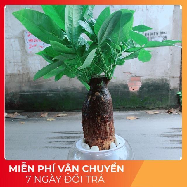 Chậu Kim Ngân Trồng Thuỷ Sinh