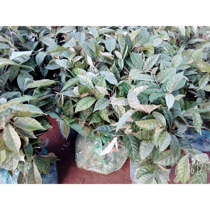 Combo 3 nhót ngọt - giống F1