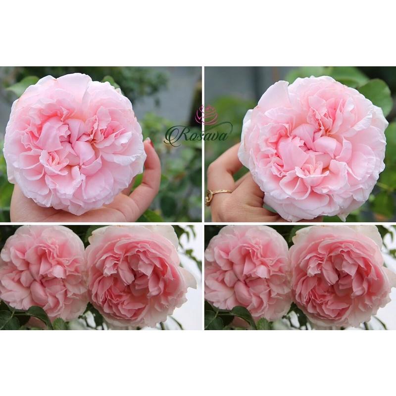 Hoa hồng Miranda rose - hồng bụi, hoa to, thơm