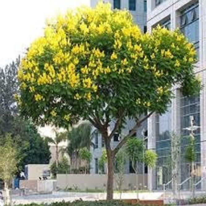 CÂY GIỐNG MUỒNG LÁ LẠC - Hoa siêu đẹp