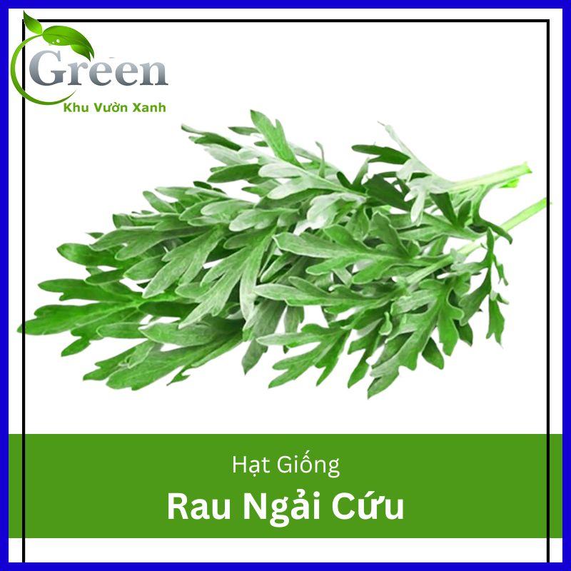 Hạt Giống Cây Ngải Cứu