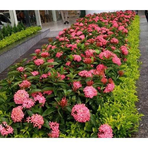 Hoa mẫu đơn đỏ hồng mỹ -bầu cây lớn đang hoa - BCGDHMDHM