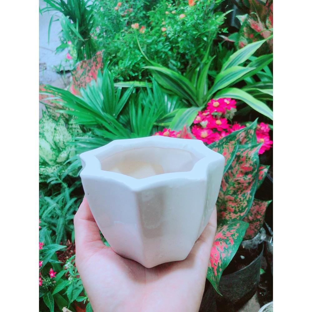 Chậu Trồng Cây