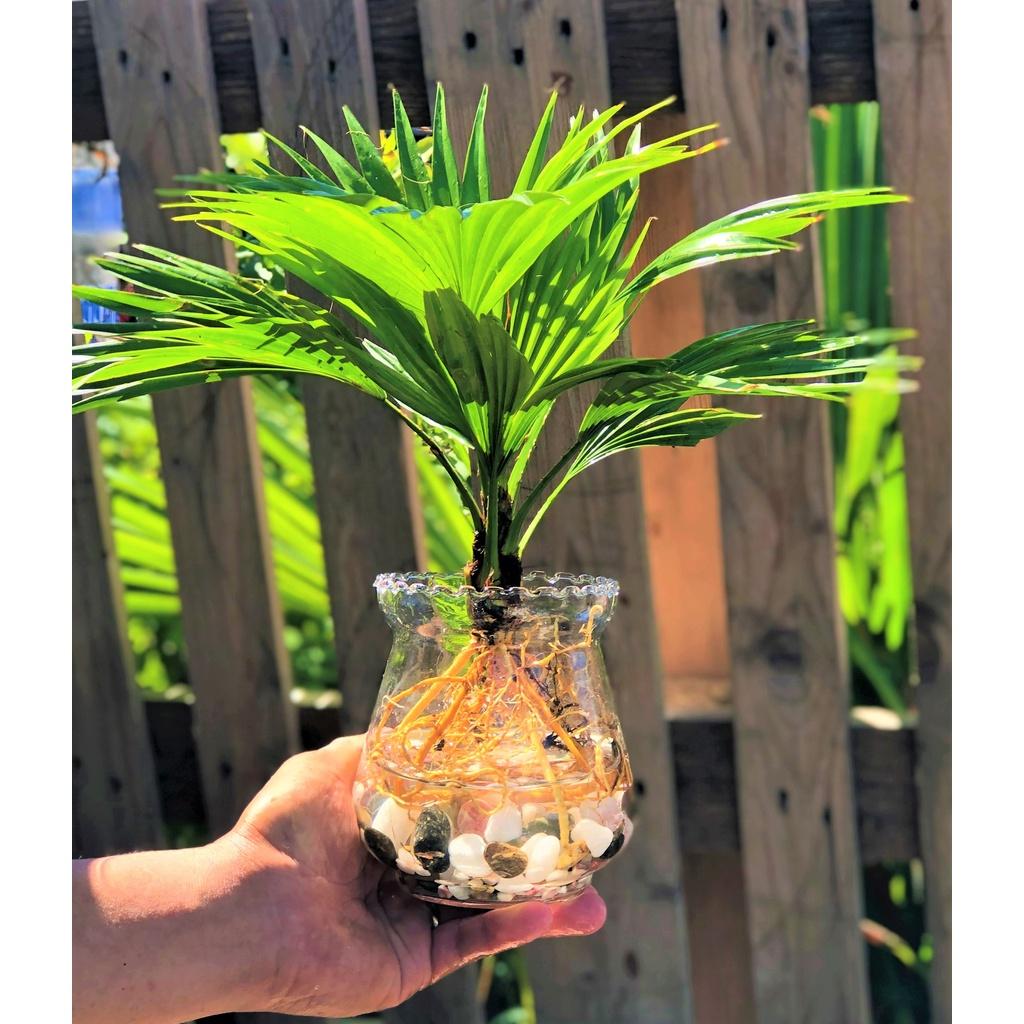 Chậu thủy tinh cây cọ Pháp thủy canh