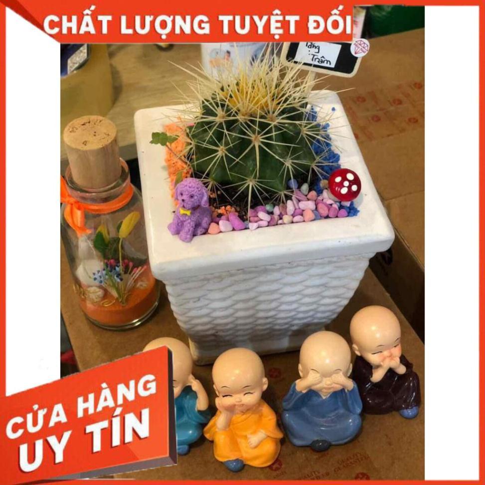 Chậu xương rồng kim hổ Nhiều Người Mua