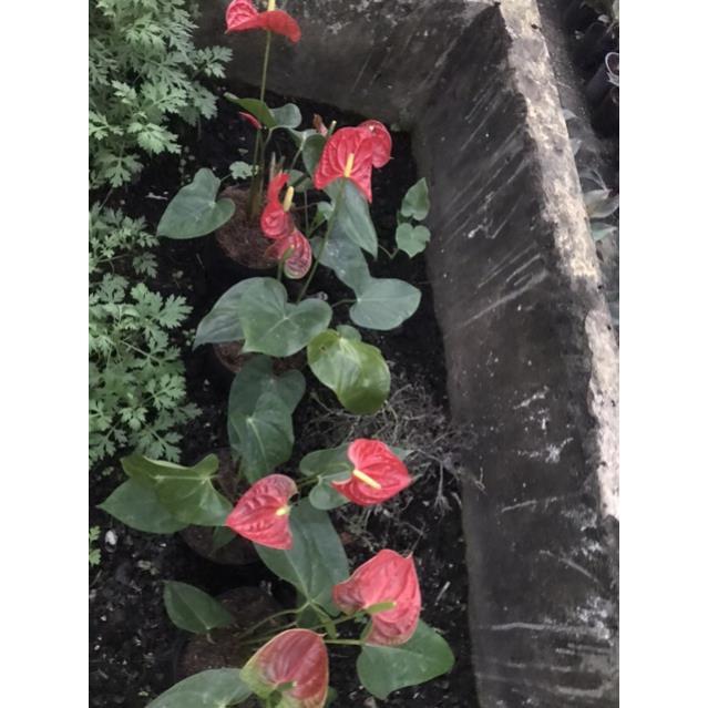 Cây hồng môn-cây buồm đỏ-cây vĩ hoa tròn