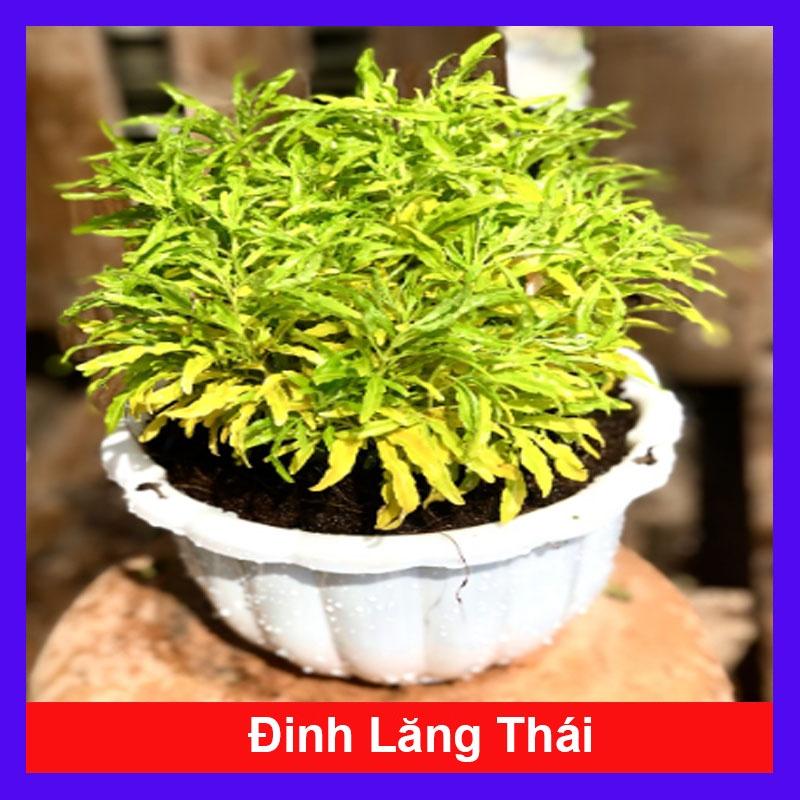 Cây Đinh Lăng Thái - cây cảnh để bàn + tặng phân bón cho cây mau lớn