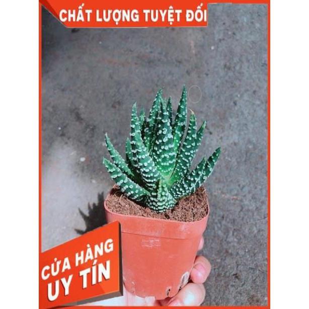 Xương Rồng Móng Rồng