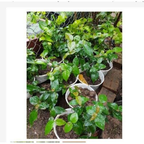 Cây cherry Mỹ lùn chuẩn giống - tặng cây hồng giòn