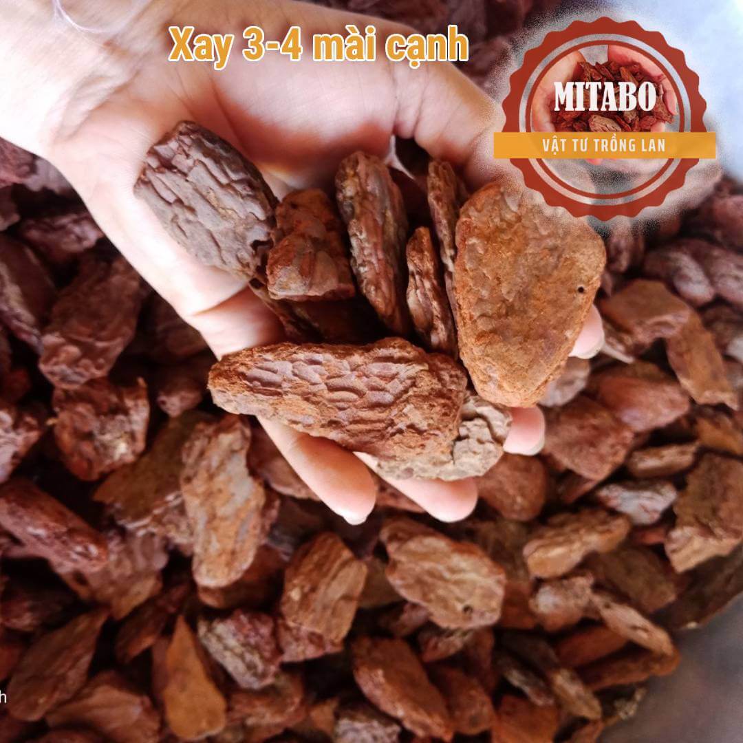 5kg vỏ thông kích thước 3-4cm mài cạnh tròn đẹp