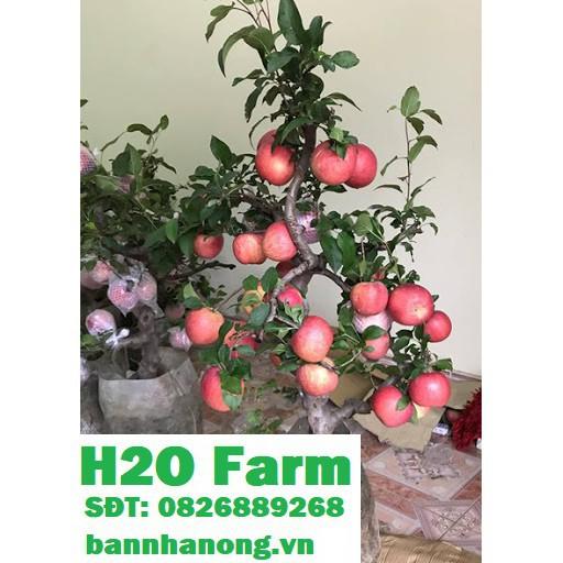 Cây Táo Đỏ Đài Loan Ghép Chơi Tết + Tặng 01 cây dâu da đất
