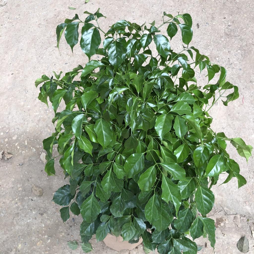 Cây hạnh phúc size to, Cao 80cm bụi to đẹp, mang nhiều ý nghĩa phong thủy tốt, thích hợp trang trí nội thất
