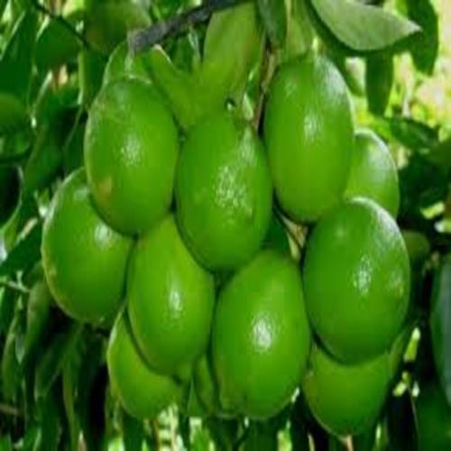 CÂY GIỐNG CHANH KHÔNG HẠT QUẢ CHÙM