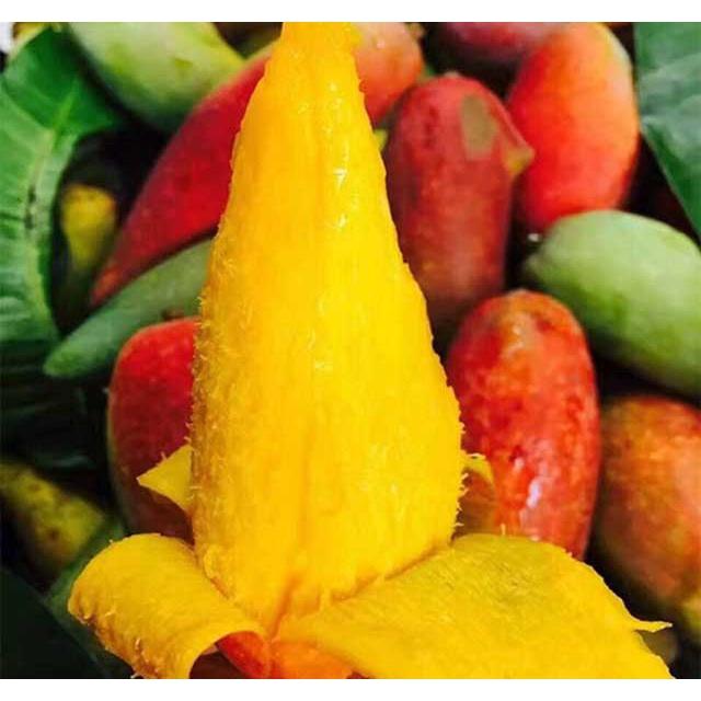 CÂY GIỐNG XOÀI TÍ HON SIÊU QUẢ - CÂY GHÉP