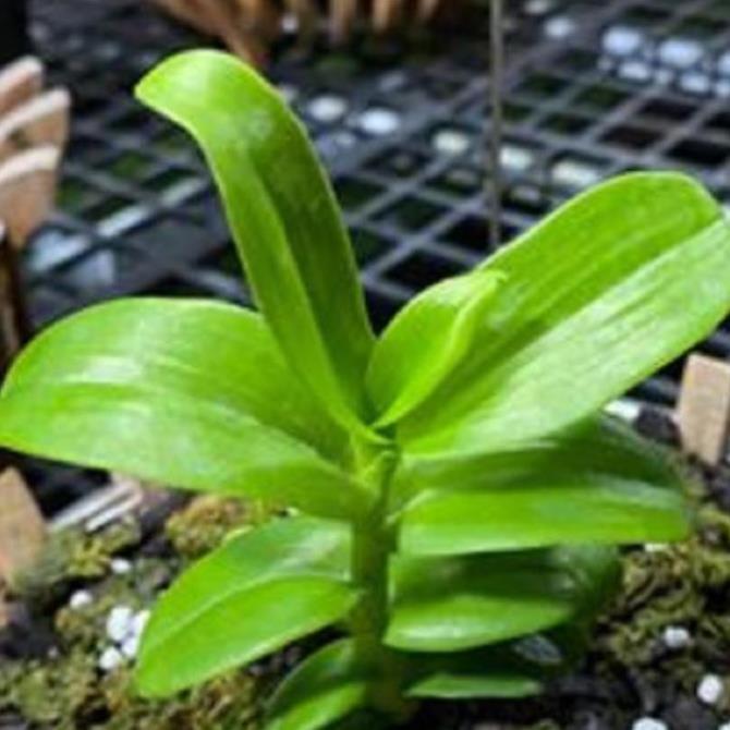 Phong lan phi điệp + 700g phân thỏ hữu cơ