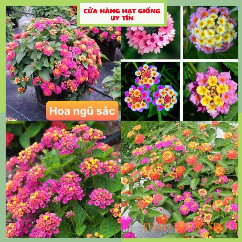 Hạt Giống Hoa Ngũ Sắc F1 Hoa Nở Siêu Đẹp & Dễ Trồng có Tặng kèm hướng dẫn