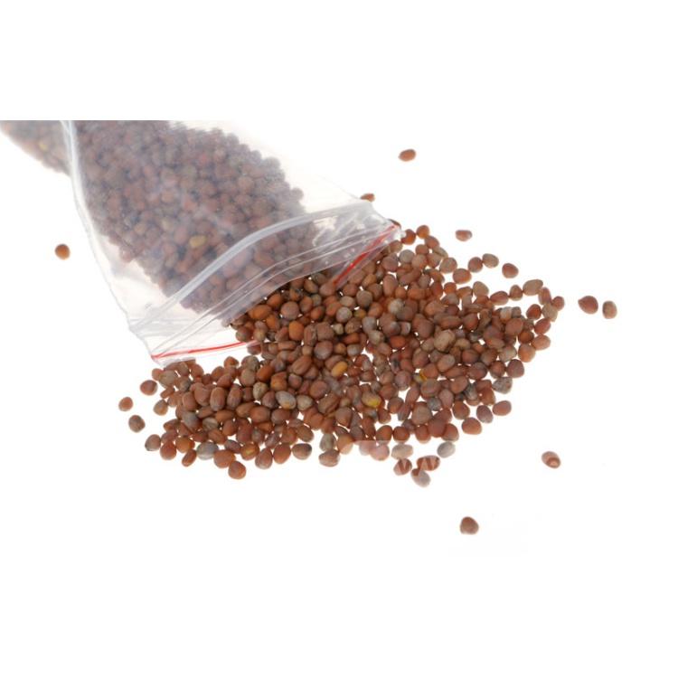 Combo 2 Gói Hạt giống cải củ trắng-gói 20gram/tặng kèm gói phân bón lót